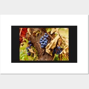 Blue grapes on a vine, closeup Posters and Art